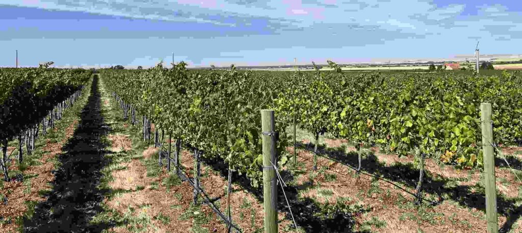 Making Compromises for Optimal Vineyard Farming