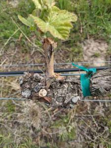 Close up shot of the bud burst on a wine grape vineyard vine.